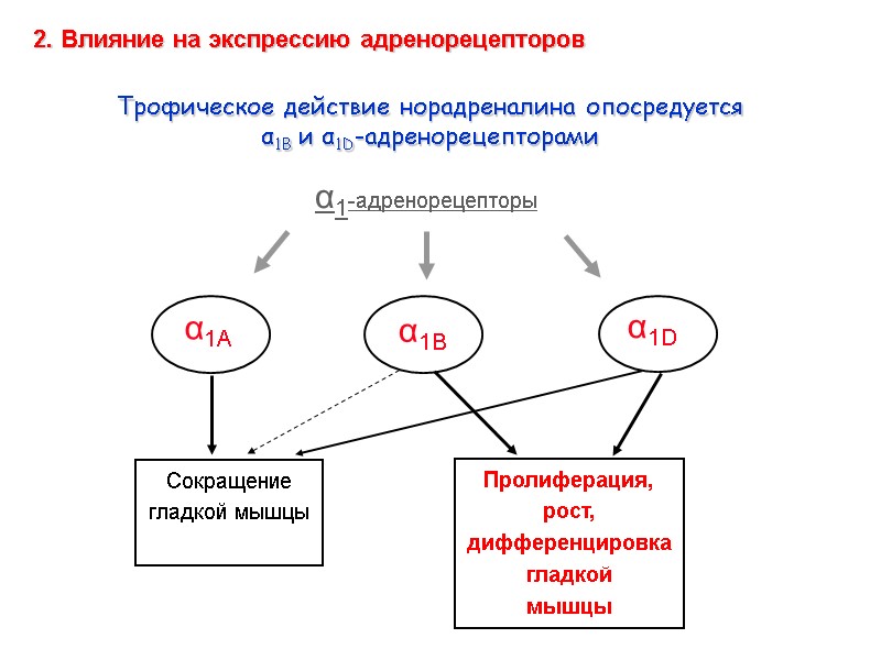 Трофическое действие норадреналина опосредуется  α1B и α1D-адренорецепторами  α1A  α1В  α1D